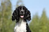 SPRINGER SPANIEL 006